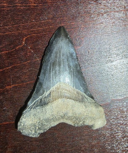Great serrated fossil - great,