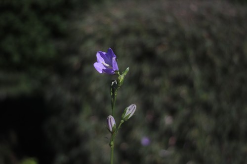Avanar 35mm m42 - avanar, f/2.8