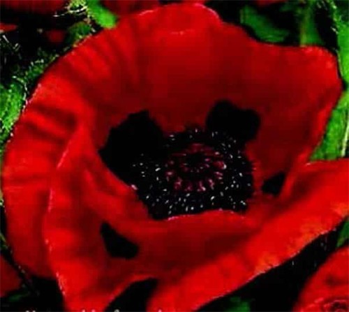 Oriental poppy red hardy - poppy,