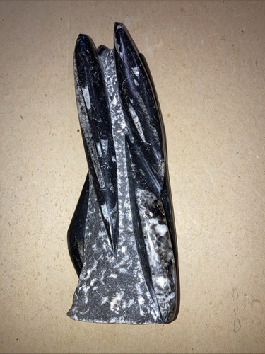 Orthoceras fossil cm - fossil, 25.5