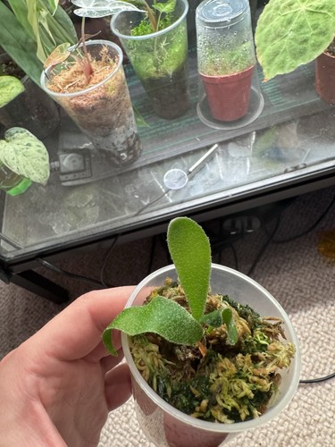 Platycerium ginka - platycerium,