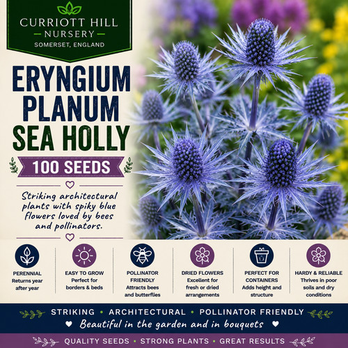 Eryngium planum sea - 🇬🇧,