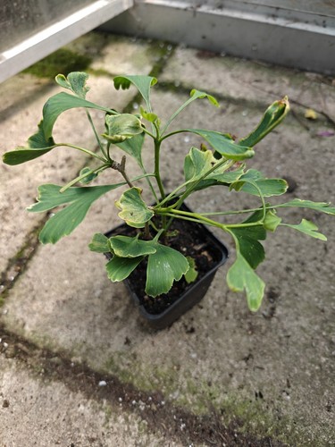 Ginkgo biloba maidenhair tree - ginkgo,