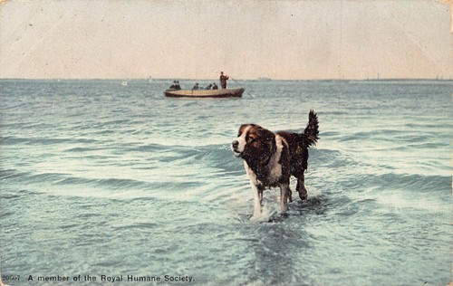 Animals 1906 member - 1906,