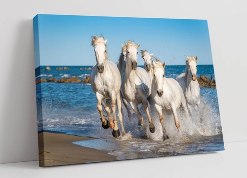 Beautiful white horses - beautiful,