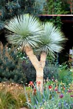 Yucca Rostrata 3 Seeds- Rare, Dense, Evergreen, Hardy