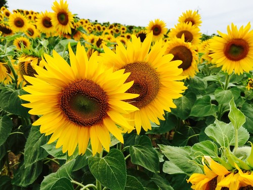Sunflower field yellow - sunflower,