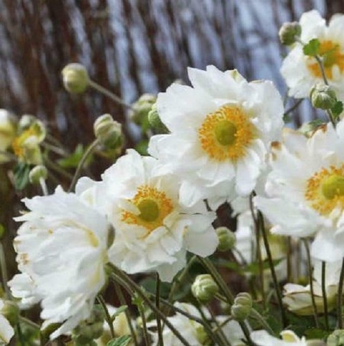 Anemone japanese hybrida - japanese,