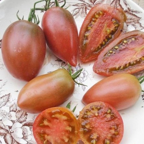 Tomato plug plants - plants,