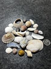 Mixed Sea Natural Beach Shell Craft Table Decor Aquarium Fish Tank Small Medium