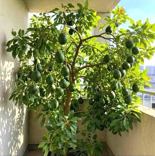 Avocado seedlings for - seedlings, sale