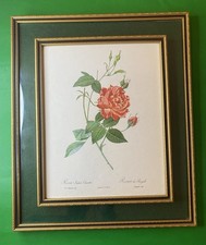 Vintage Lithograph Pink Rose From Pierre Joseph Redoute's "Les Roses"