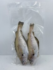 Pout - 5 Packets - Sea Fishing