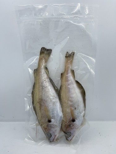 Pout packets sea fishing - pout, 5