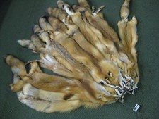  Red Fox Hides Just In
