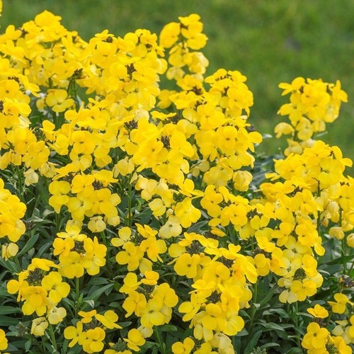 Erysimum yellow glow - glow’, –