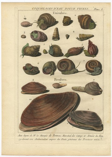 Antique print of various - pl.,