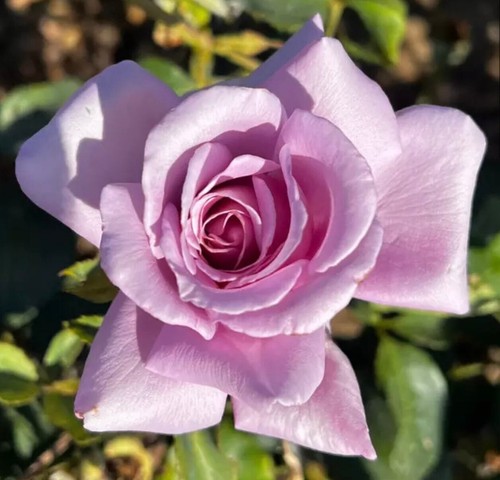 Twice blue moon hybrid - twice, in