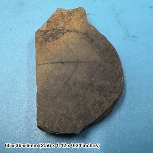Eocene plant fossils from