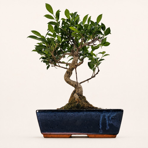 Ficus microcarpa - (banyan, fig)