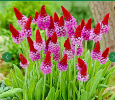 Primula Vialli Plant Pink