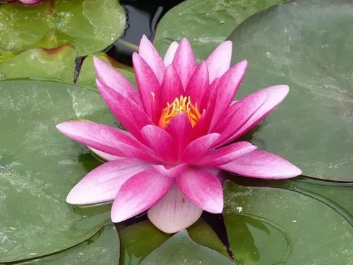 Nymphaea