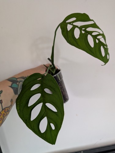 Monstera esquelato swiss - monstera,
