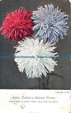 R094996 Aster. Suttons Ostrich Plume