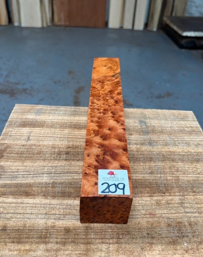 Thuya burr x 12 - x, /
