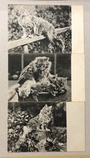 Vintage Cat Picture Postcards