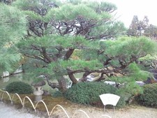 Japanese Black Pine Tree Seeds