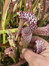 Sarracenia Leucophylla, Seed