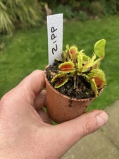 Venus Fly Trap, Dionaea