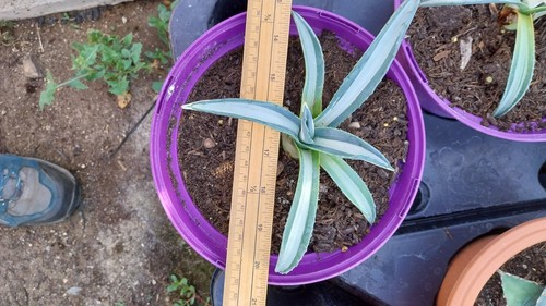 Agave americana mediopicta