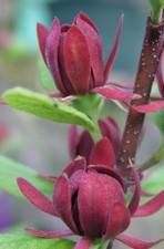 Purple Flowering Fragrant