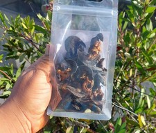 Oven Dried Snail( Available