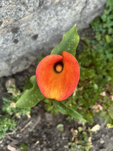 Flame cultivator lily - cultivator,