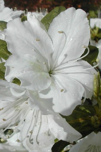 Delaware valley - ~~delaware,
