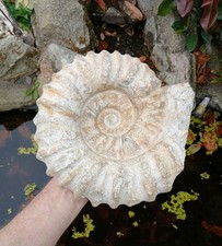X Large Fossil Ammonite 8kg