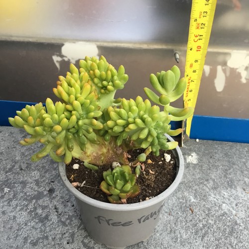 Sedum pachyphyllum crested - sedum,