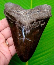 Megalodon shark tooth - 5.27”,