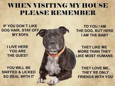 Funny staffordshire bull - staffordshire,