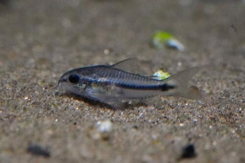Pygmy cory dwarf - pygmy, catfish