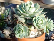 One pot (multi heads)
