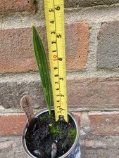 Medjool Date Palm Tree Indoor