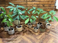 Avocado Tree Plant Sapling