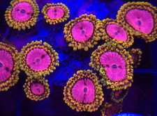 Pink diamond zoa zoas live - diamond, *