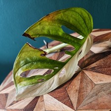 Monstera Adansonii Albo Half