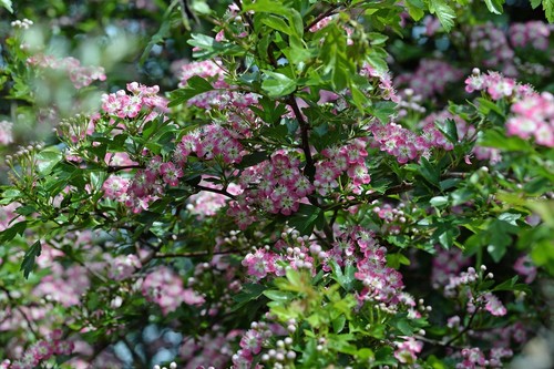 Crataegus laevigata crimson - laevigata, 'crimson