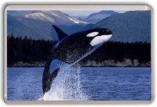 Killer Whale Orca Fridge